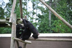 The chimpanzees enjoying the day...