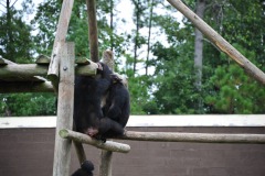 The chimpanzees enjoying the day...