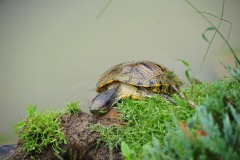 Here's comes a turtle...