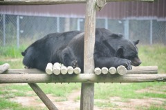 The bears enjoying a nap...