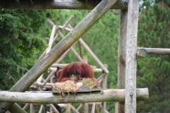 The organutans playing at being shy...