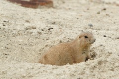 Guarding the bolt hole...