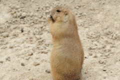 Munch, munch, munch...