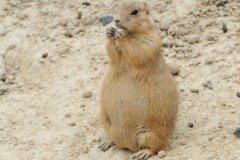 Happily munching on the food pellets...