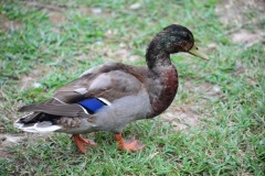 Ducks wandering about...