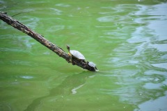 Turtles enjoying time on the stick...