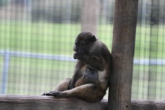 Mother and baby swamp monkey cuddling...