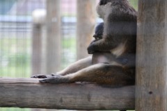 Mother and baby swamp monkey cuddling...
