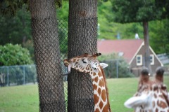 That giraffe's tongus is quite long...