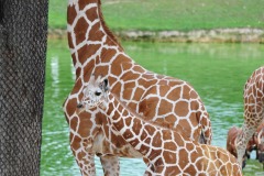 Spots everywhere!