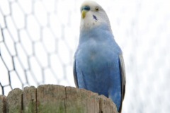A distinguished looking parakeet...