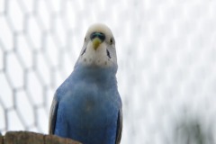 A distinguished looking parakeet...