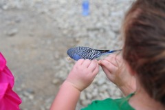 Katie found a blue one...