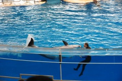 Dolphin show...