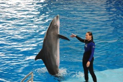 Dolphin show...