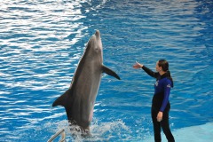 Dolphin show...