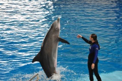 Dolphin show...