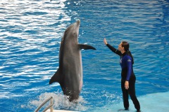 Dolphin show...