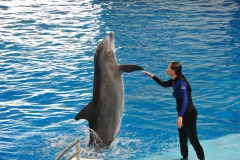 Dolphin show...