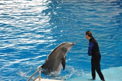 Dolphin show...