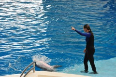 Dolphin show...