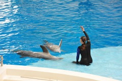 Dolphin show...