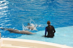 Dolphin show...