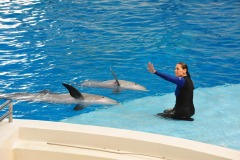 Dolphin show...