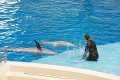 Dolphin show...