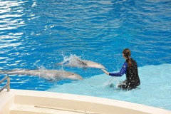 Dolphin show...