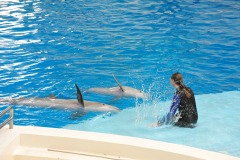 Dolphin show...