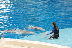 Dolphin show...