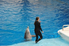 Dolphin show...