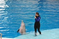 Dolphin show...