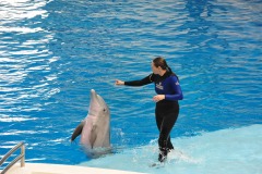 Dolphin show...