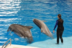Dolphin show...