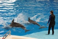 Dolphin show...
