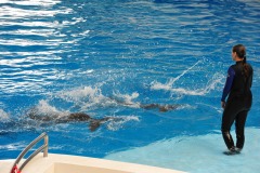 Dolphin show...