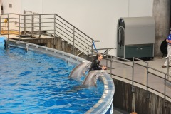 Dolphin show...