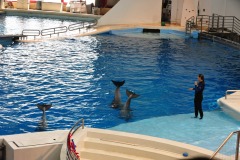 Dolphin show...
