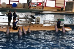 Dolphin show...