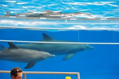 Dolphins playing...