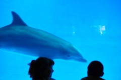 Watching the dolphins play...
