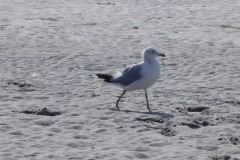 Plenty of birds waiting for high tide...