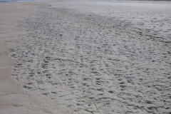 The birds leave plenty of tracks...