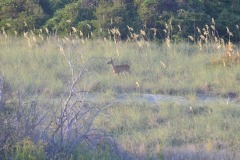 The deer finally make an appearance...