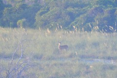 The deer finally make an appearance...
