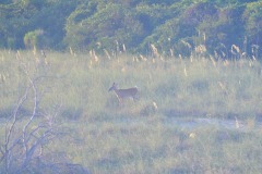 The deer finally make an appearance...