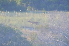 The deer finally make an appearance...