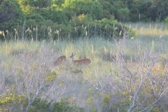 The deer finally make an appearance...